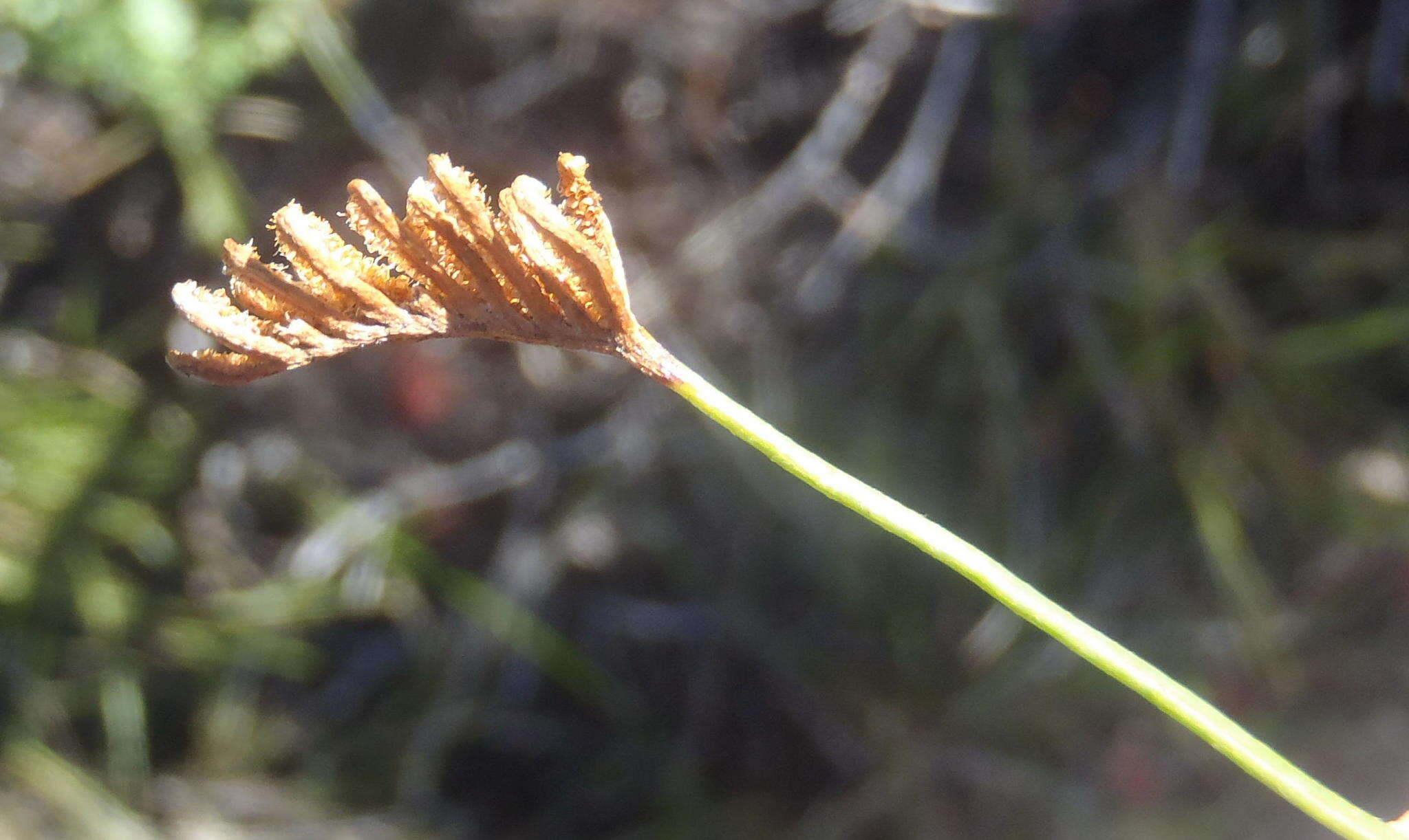 Schizaea pectinata (L.) Sw.的圖片