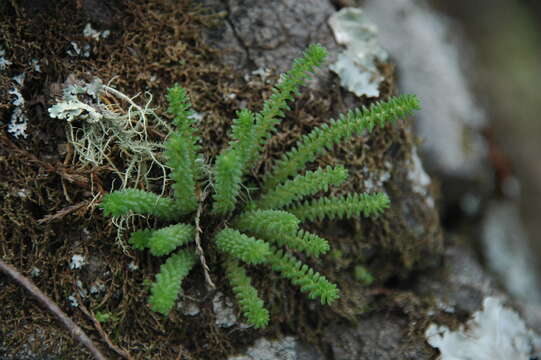 Image of Sedum greggii Hemsl.