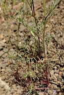 Image of California gilia