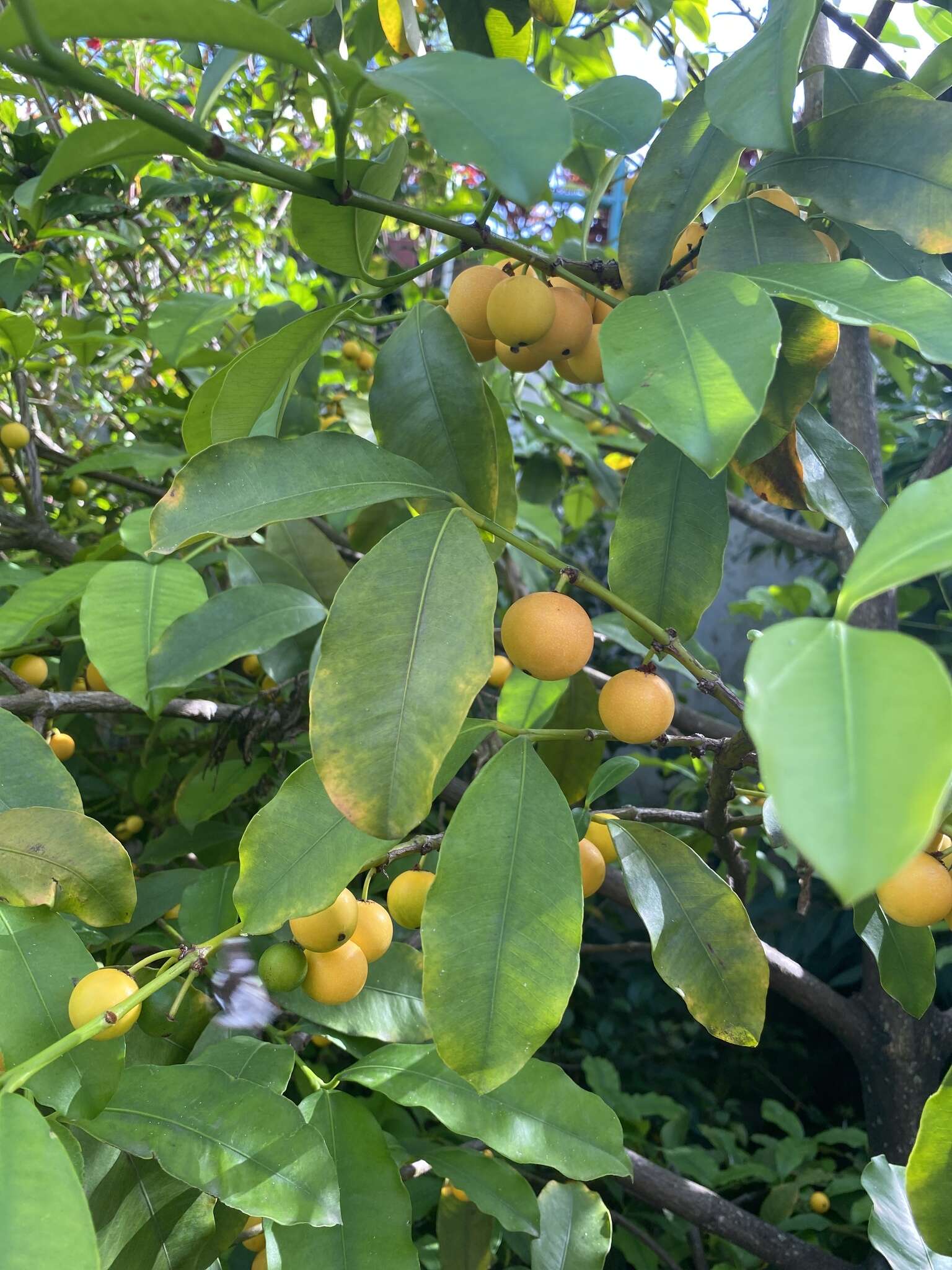 Image de Garcinia intermedia (Pittier) B. Hammel