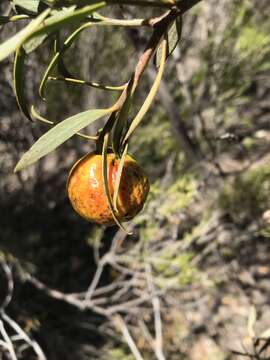 Image of Santalum murrayanum (T. Mitch.) C. Gardner