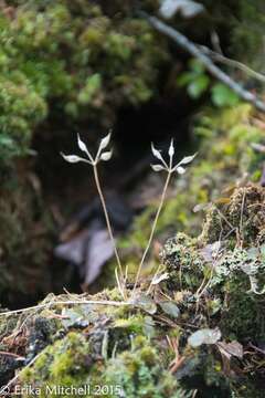 Image of threeleaf goldthread