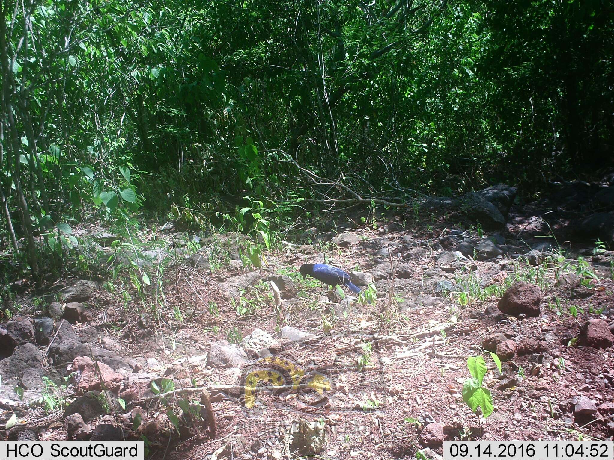 Image of Purplish-backed Jay