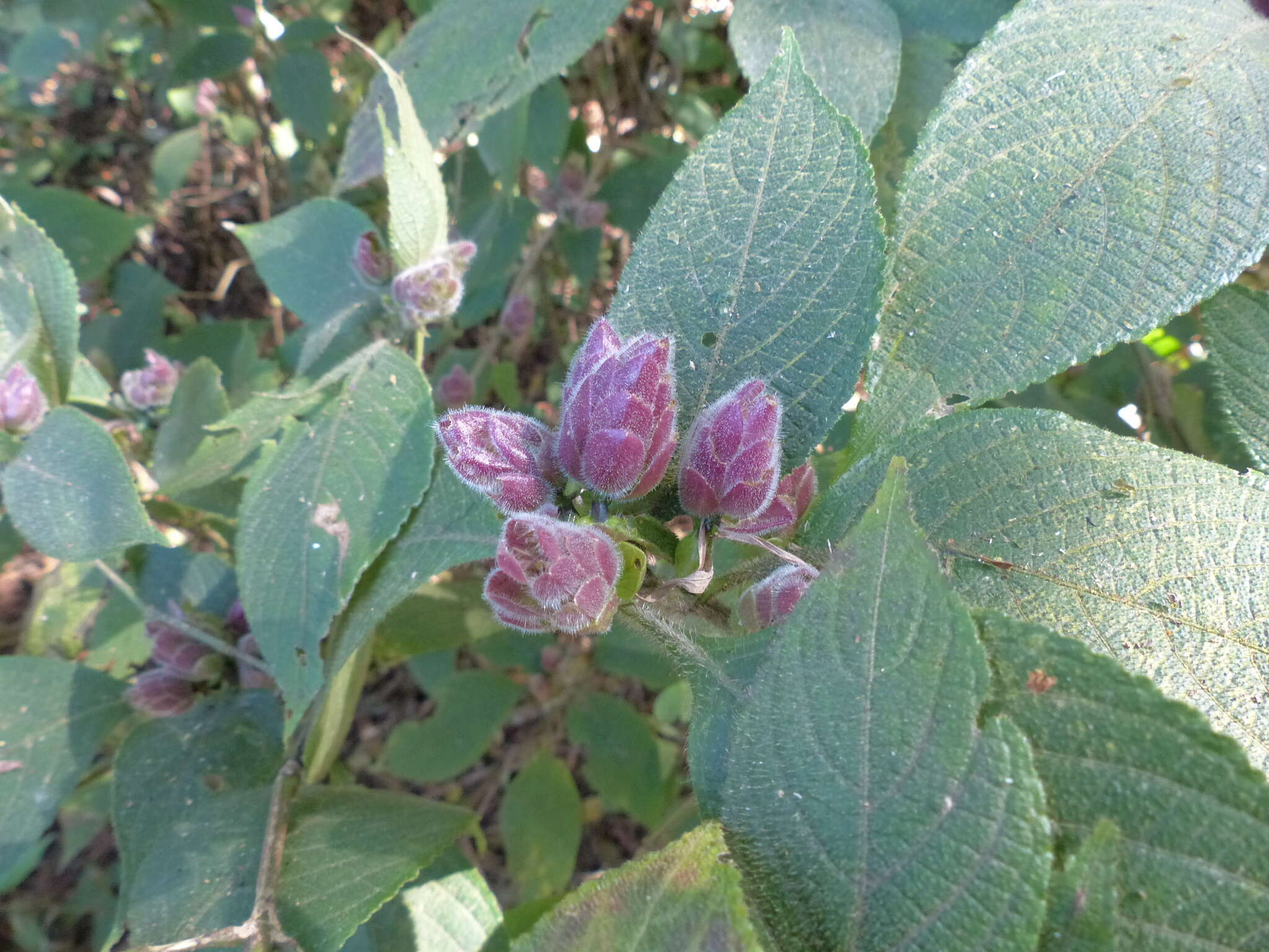 Strobilanthes heyneanus Nees resmi