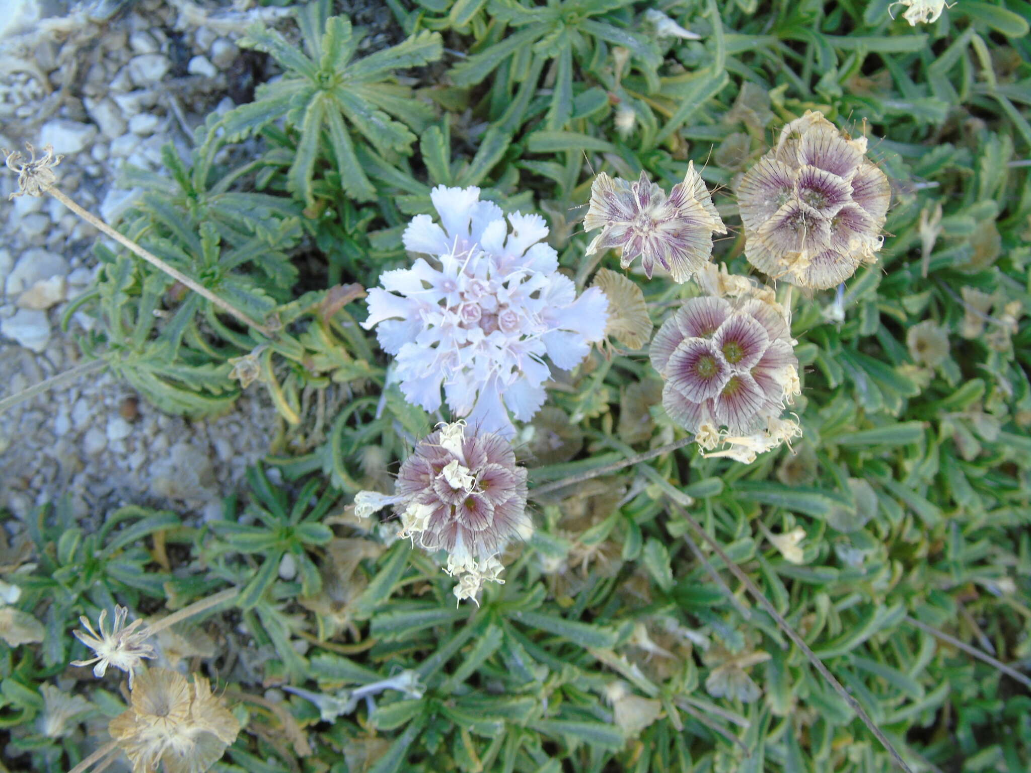 Imagem de Lomelosia crenata subsp. dallaportae (Boiss.) W. Greuter & Burdet