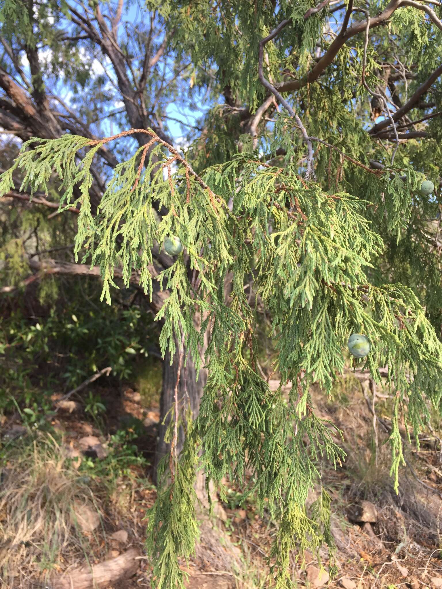 Image of Drooping Juniper