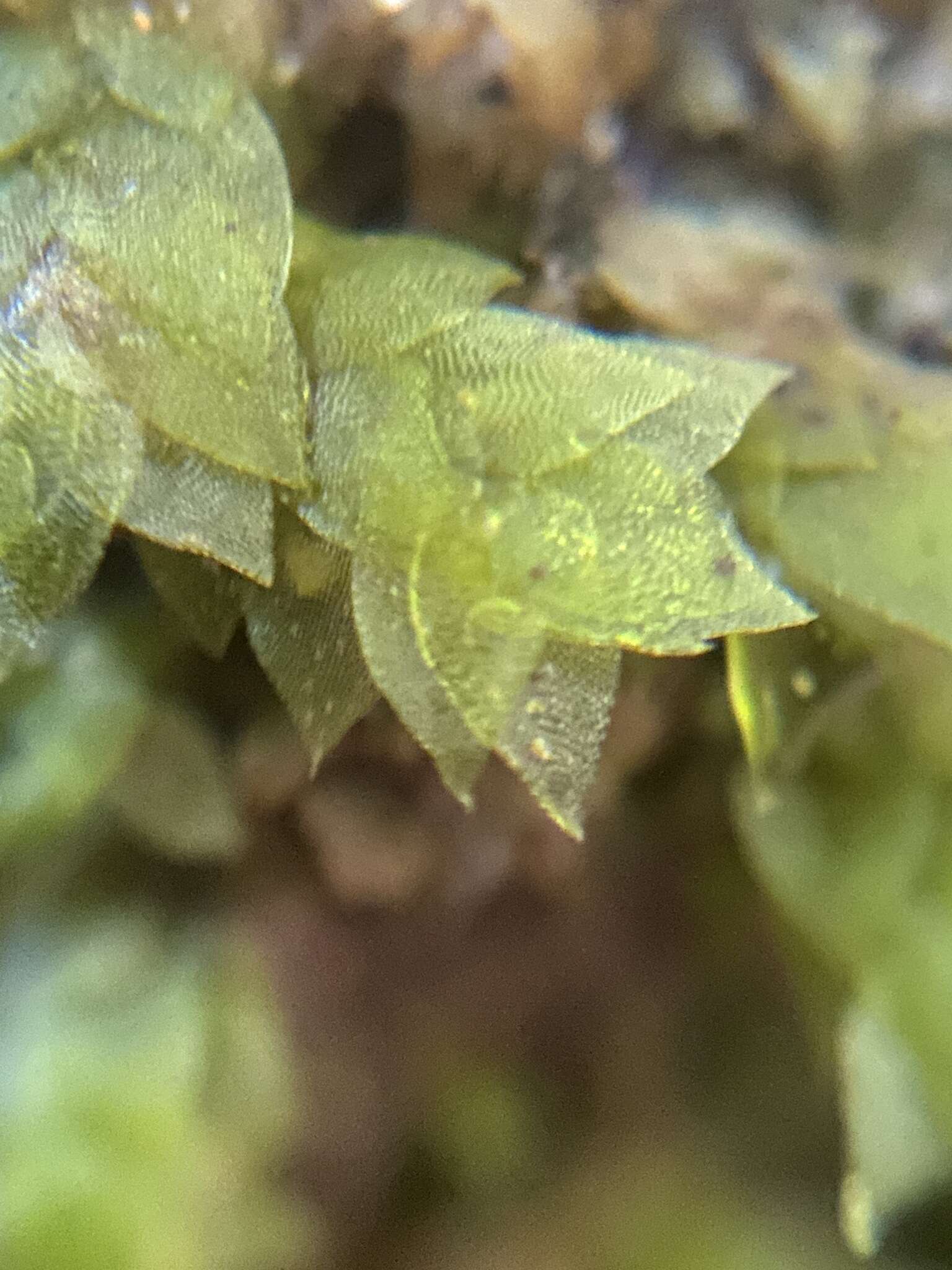 Image of sharpleaf hookeria moss