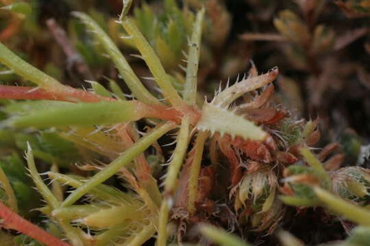 Image of Saxifraga aspera L.