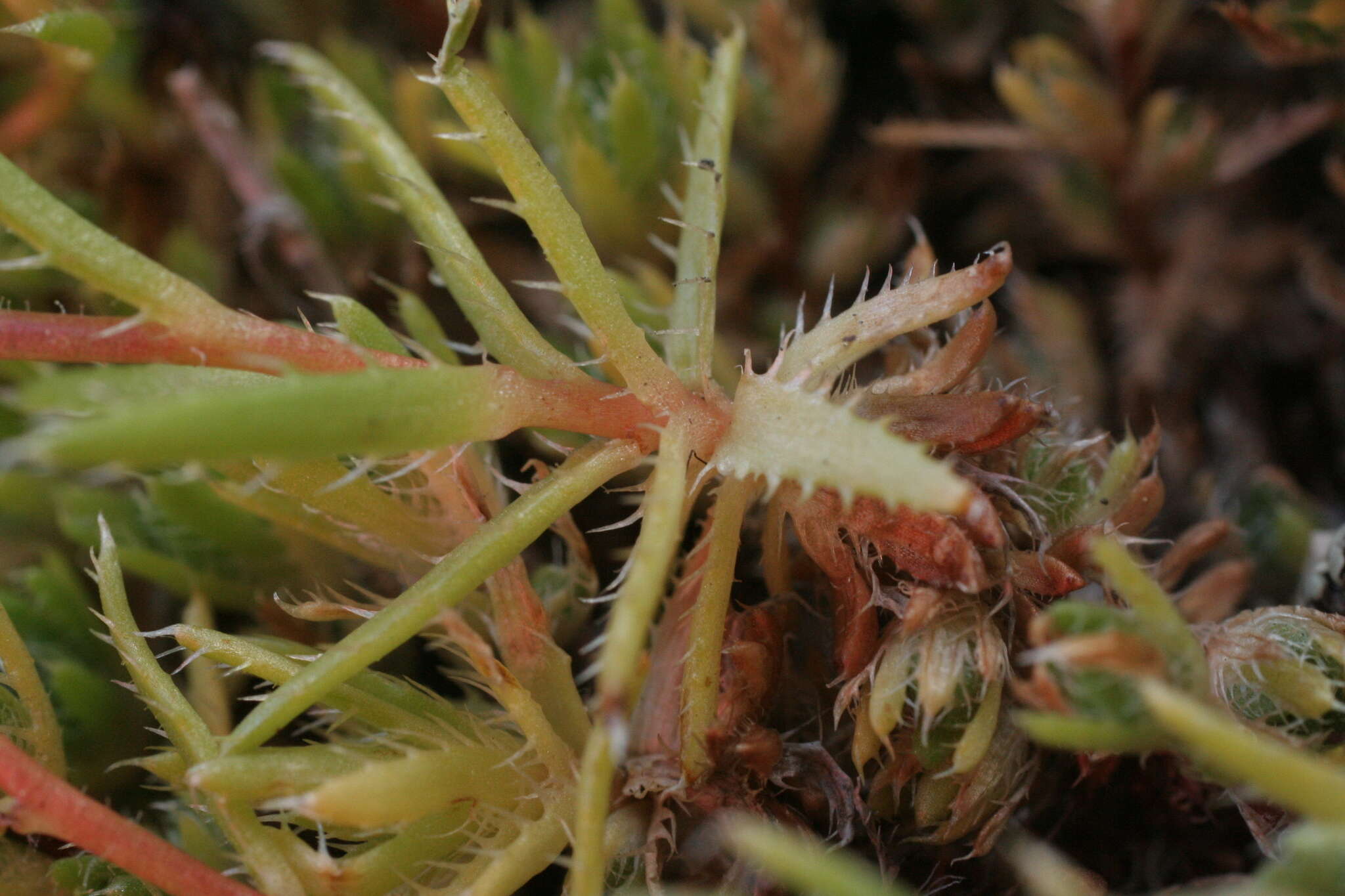 Imagem de Saxifraga aspera L.