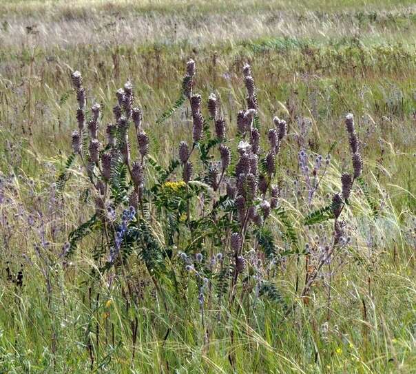 Imagem de Astragalus alopecurus Pall. ex DC.