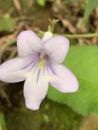 Plancia ëd Streptocarpus cyaneus subsp. nigridens Weigend & T. J. Edwards