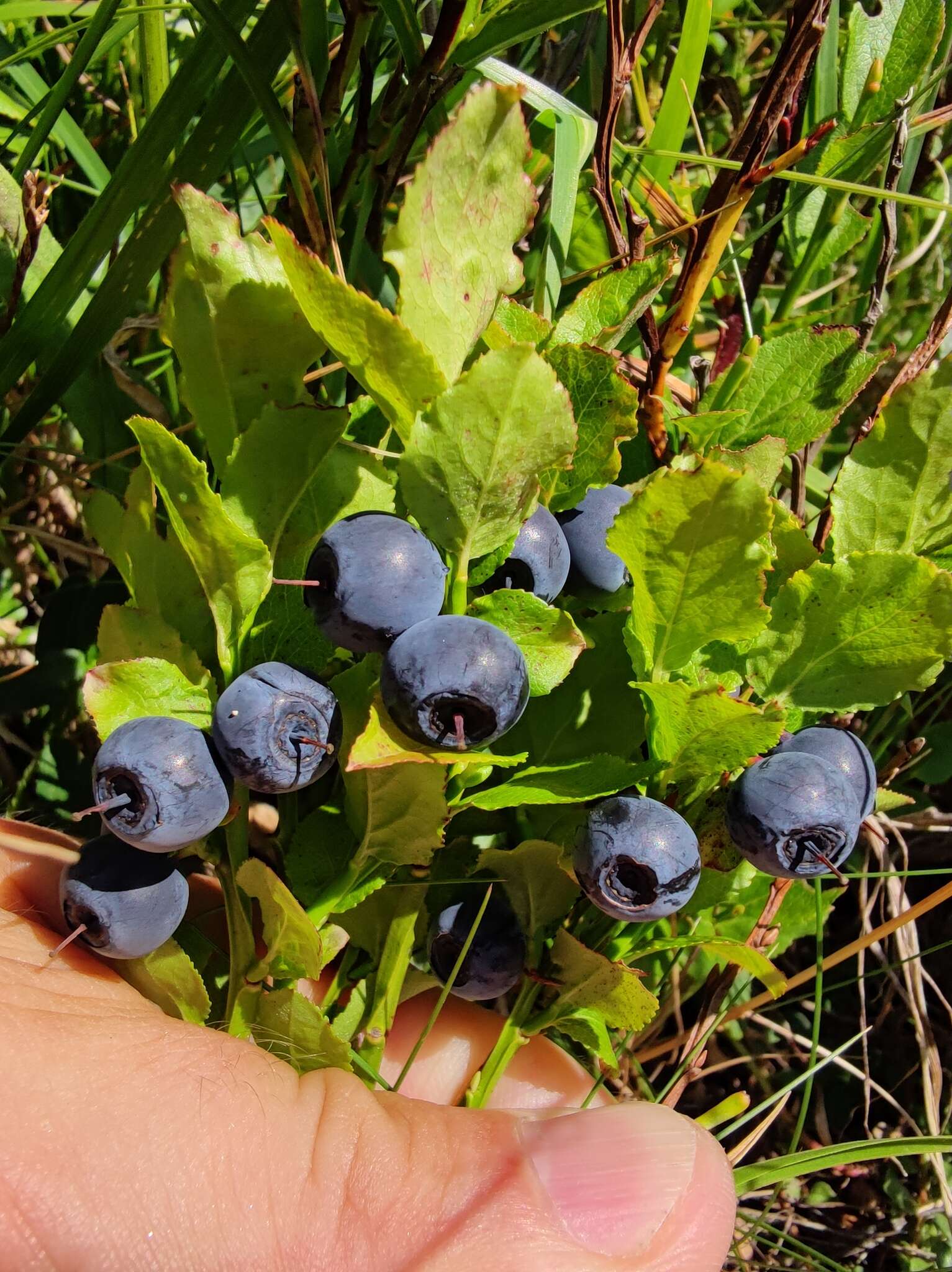 Vaccinium myrtillus subsp. myrtillus resmi