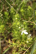 Teucrium laciniatum Torr.的圖片