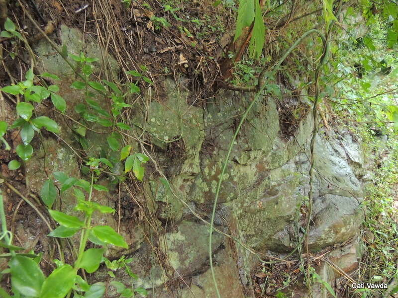 Image of Ceropegia distincta N. E. Br.