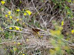 Image of Clouded Skipper