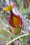 Image de Nepenthes kinabaluensis Sh. Kurata