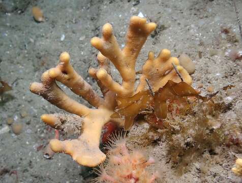 Image of branching sponge