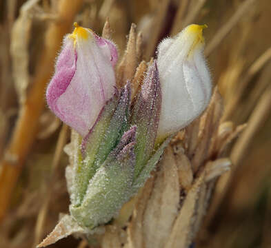 Image of saltmarsh bird's-beak