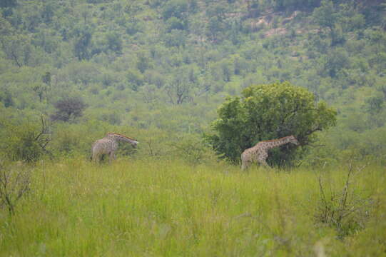 Image of Southern giraffe