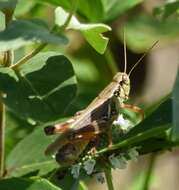 Plancia ëd Melanoplus femurrubrum (De Geer 1773)