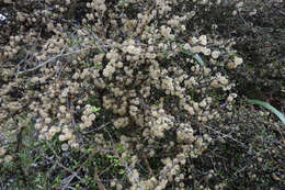 صورة Coprosma dumosa (Cheeseman) G. T. Jane