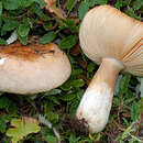 Image of Russula dryadicola R. Fellner & Landa 1993