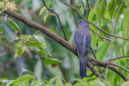 Image of Black-winged Cuckooshrike