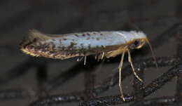 Imagem de Argyresthia subreticulata Walsingham 1882