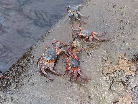 Image of Sally lightfoot crab