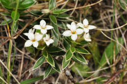 Image of Pimelea pseudolyallii Allan