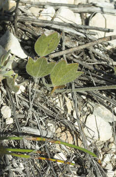 Image of Centella brachycarpa