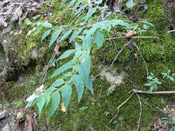 Image of hoary mountainmint