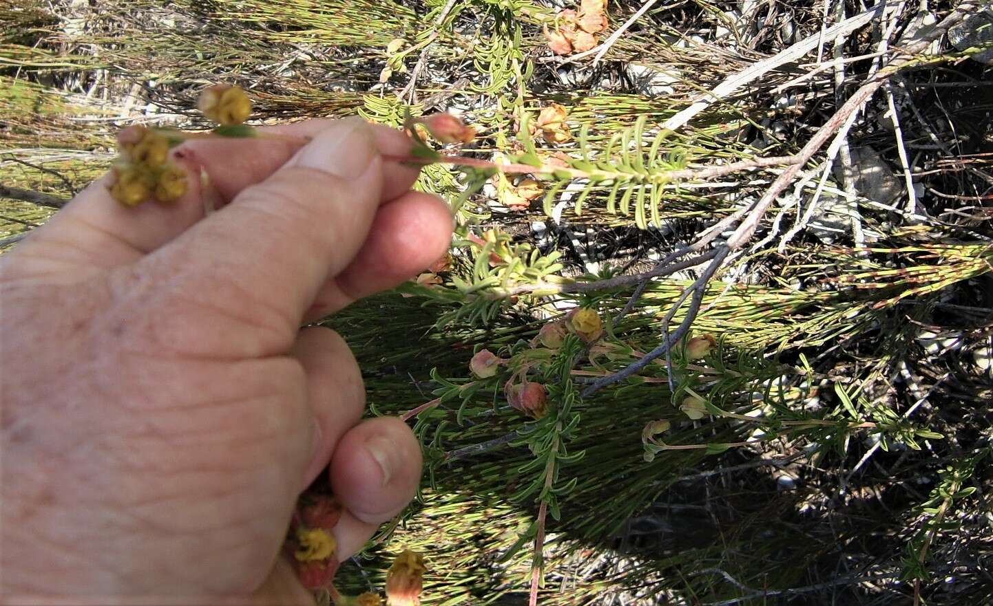 Image of Hermannia concinnifolia Verdoorn