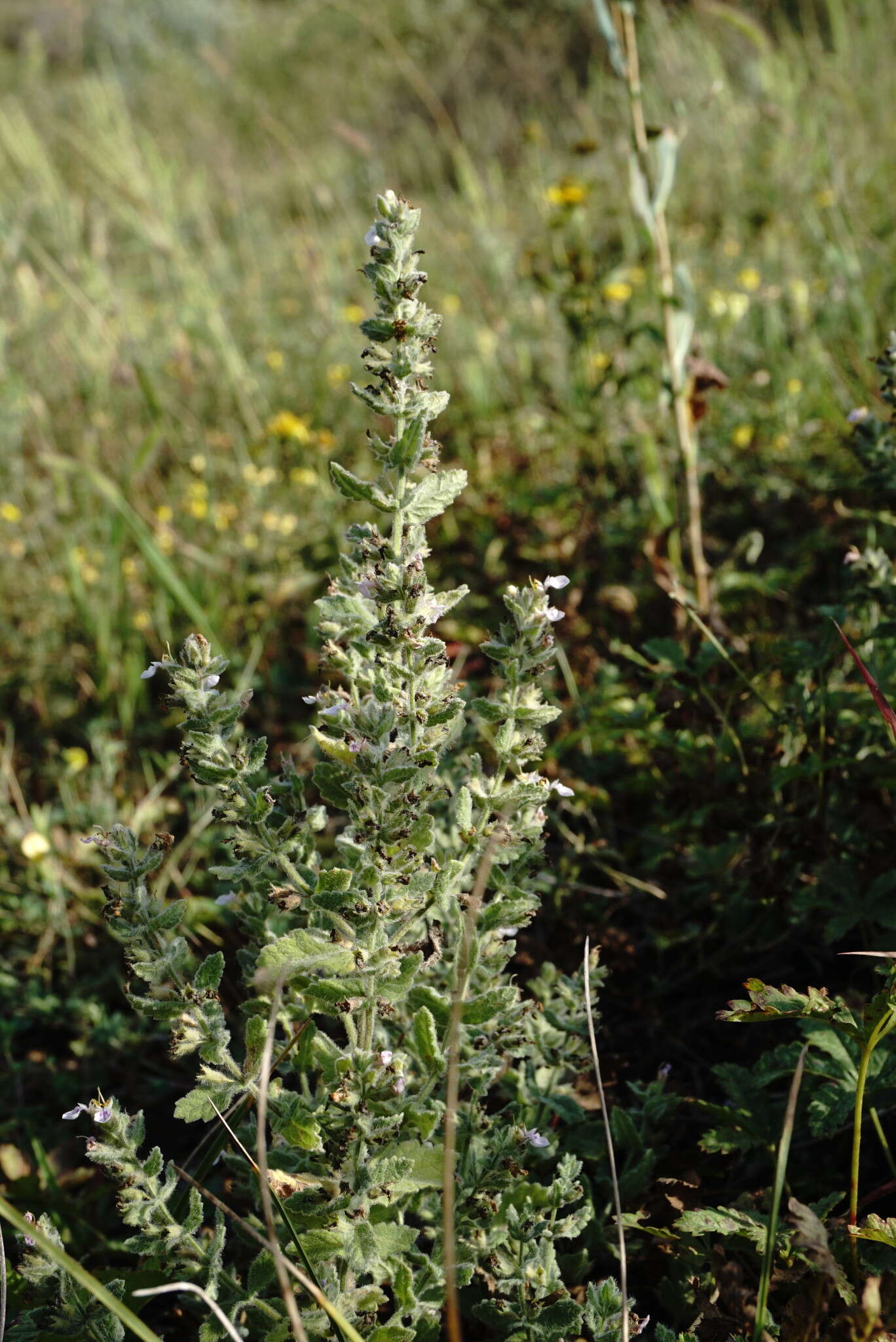 Imagem de Teucrium scordium subsp. scordioides (Schreb.) Arcang.