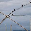 Image of Collared Myna