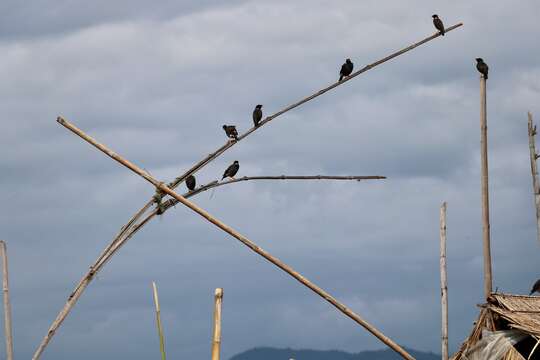 Image of Collared Myna