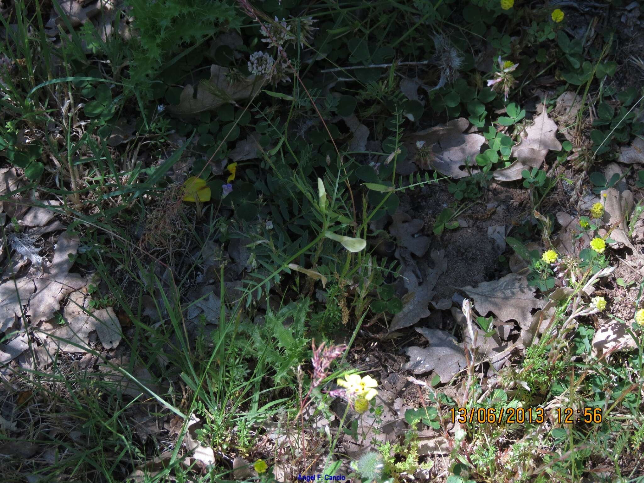 Image of smooth yellow vetch