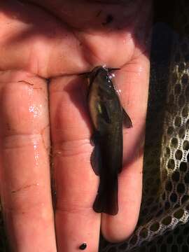 Image of brown bullhead