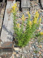 Image de <i>Solidago <i>canadensis</i></i> var. canadensis