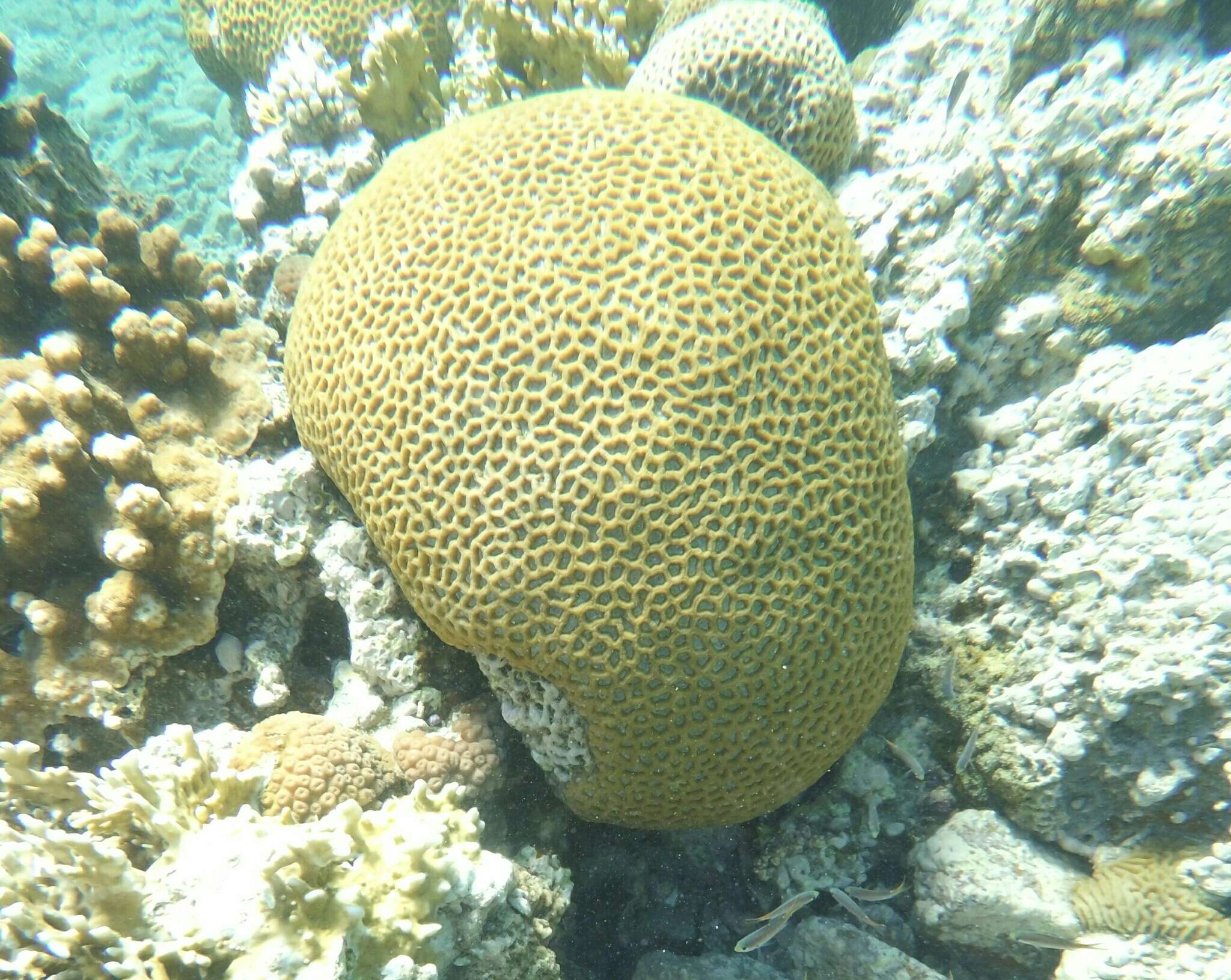 Image of lesser star coral