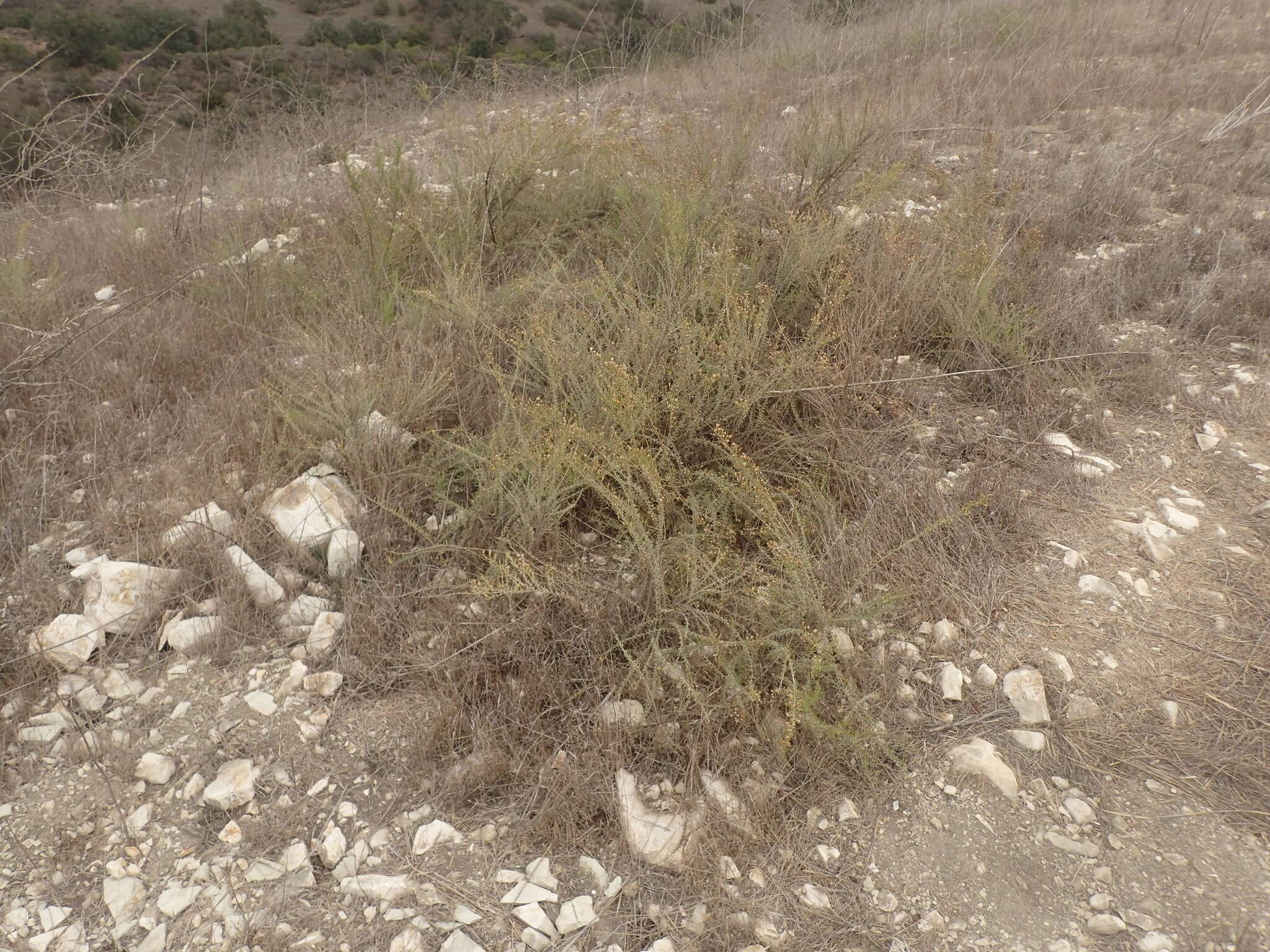 Image of Palmer's rabbitbrush