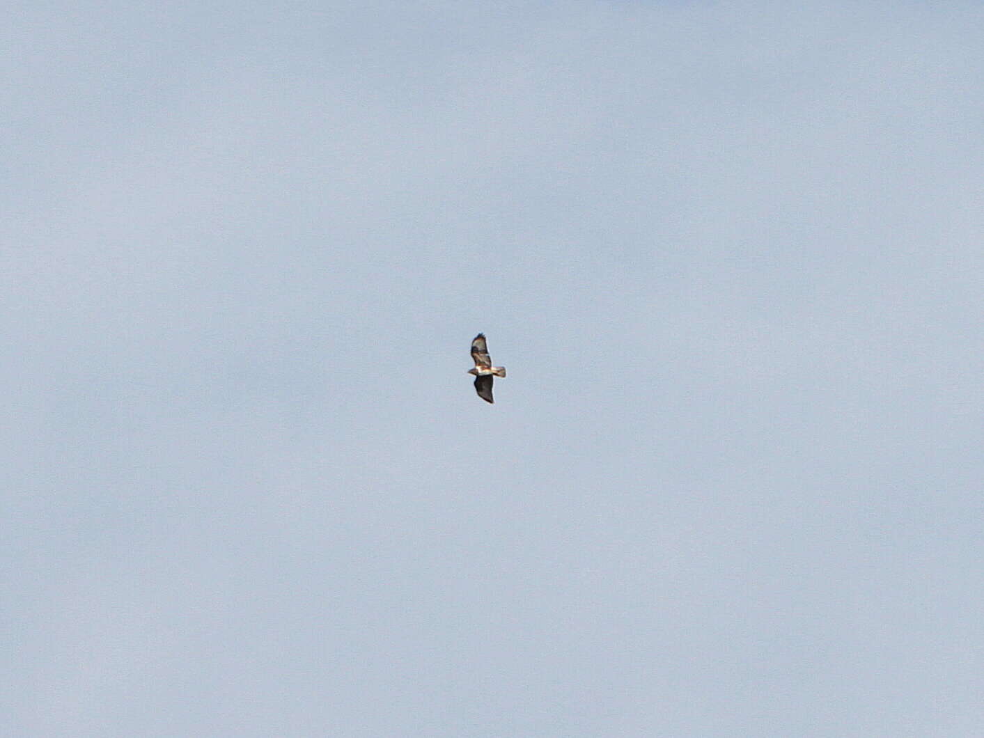 Image of Buteo buteo insularum Floericke 1903