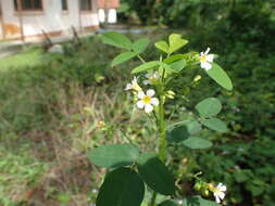 Sivun Oxalis barrelieri L. kuva