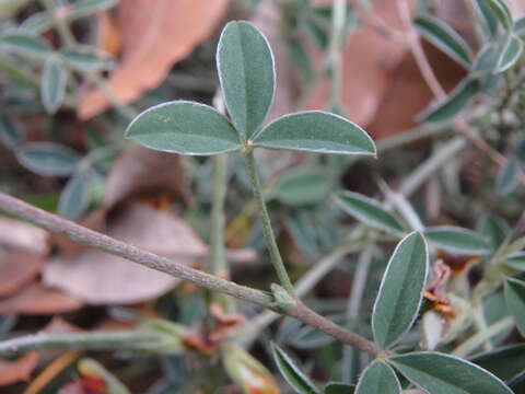 Image of Argyrolobium zanonii subsp. zanonii