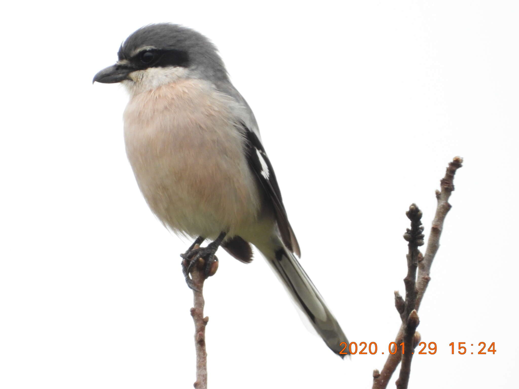 Image of Iberian Grey Shrike