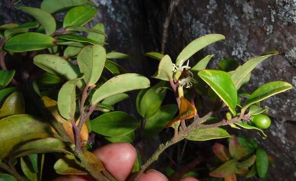 Image of Apodytes geldenhuysii A. E. van Wyk & M. J. Potgieter