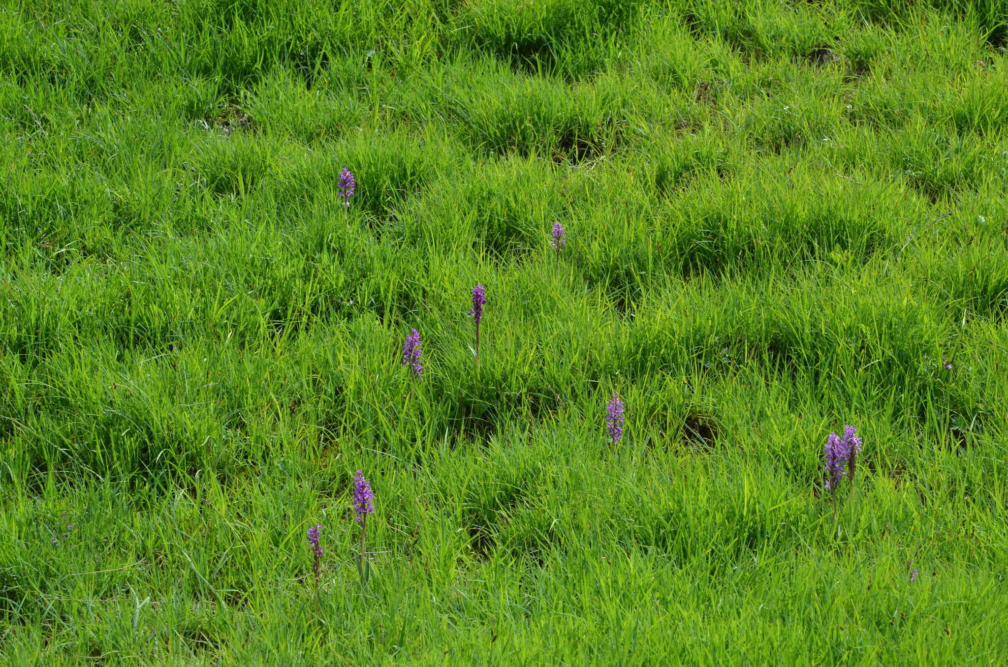 Imagem de Dactylorhiza umbrosa (Kar. & Kir.) Nevski