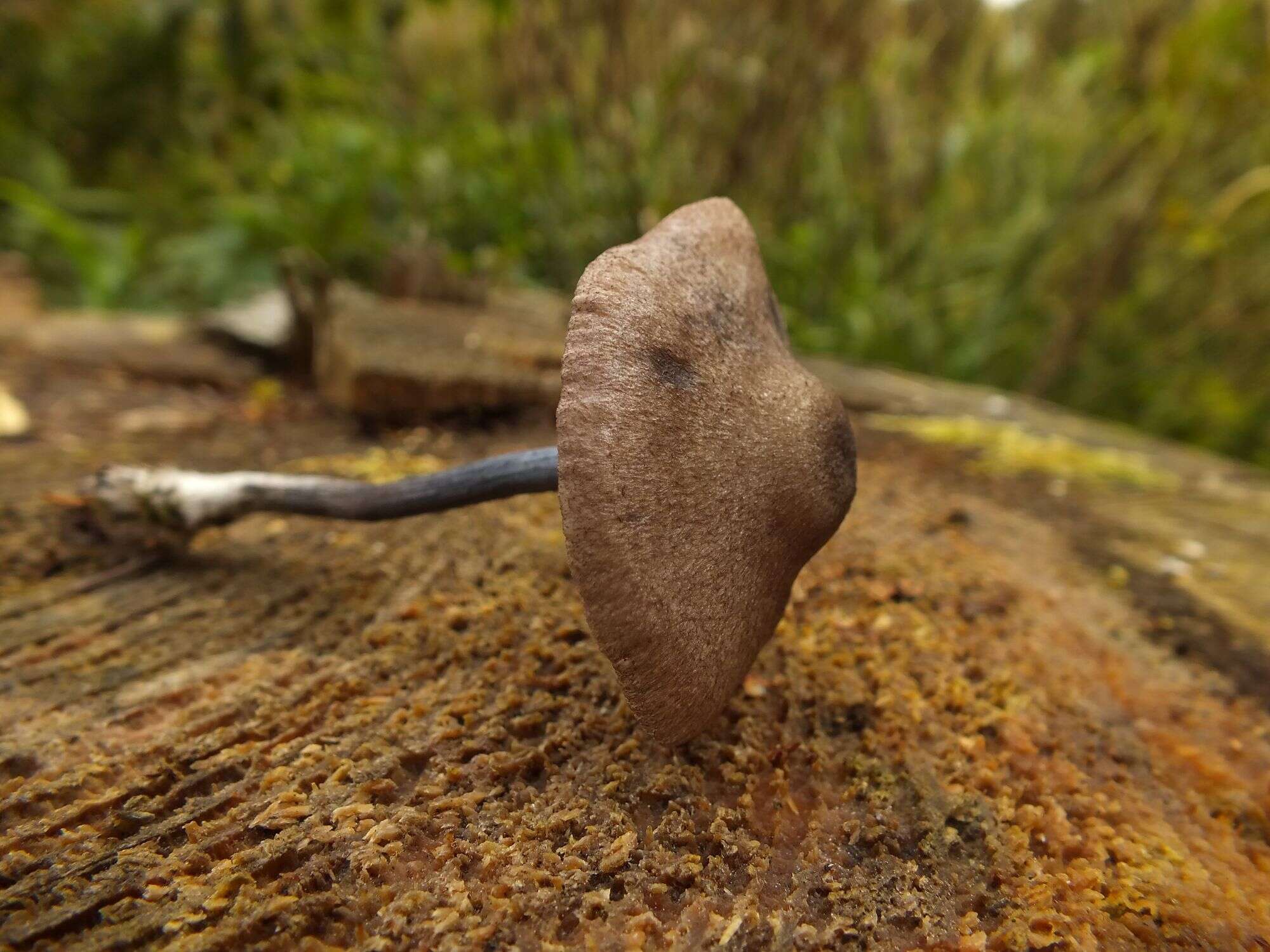 Слика од Entoloma lampropus (Fr.) Hesler 1967