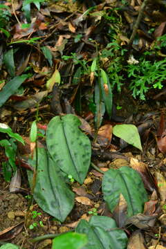 Tainia cordifolia Hook. fil.的圖片