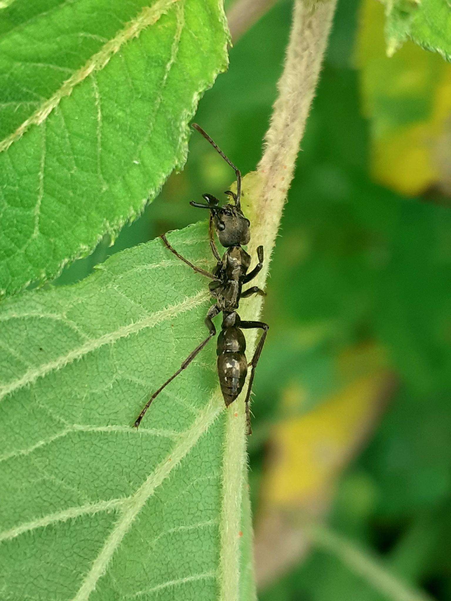 Image of Neoponera foetida (Linnaeus 1758)